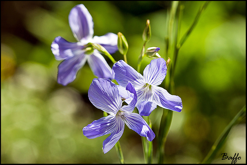 Da identificare.- Linum  sp.